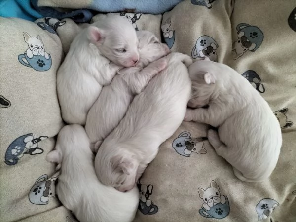 Cuccioli Maltese 