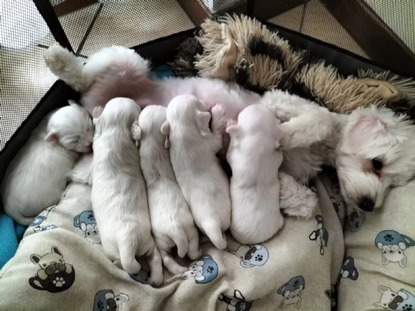 Cuccioli Maltese  | Foto 3