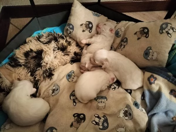 Cuccioli Maltese  | Foto 2