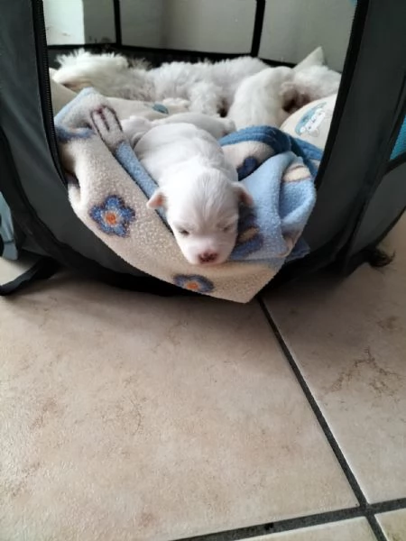 Cuccioli Maltese  | Foto 1