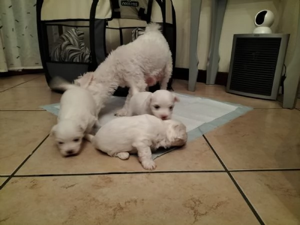 Cuccioli Maltese  | Foto 0