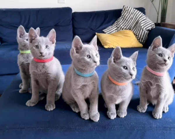 Gattini di blu di russia pronti subito
