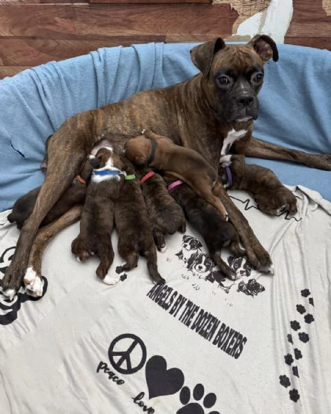Boxer puppies 
