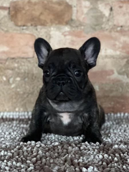 Bouledogue Francese | Foto 1