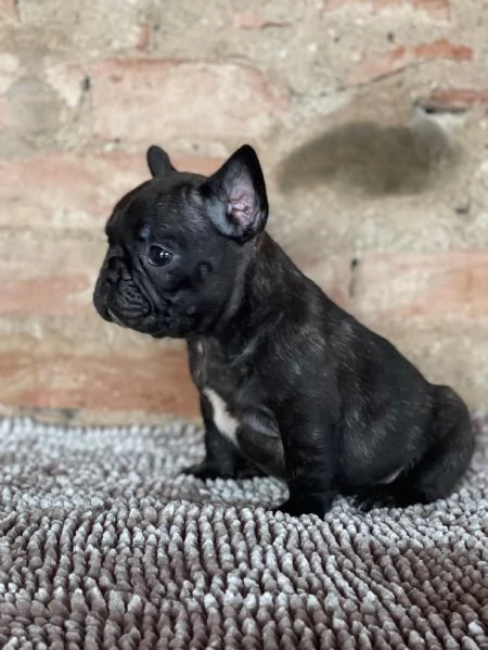 Bouledogue Francese | Foto 0