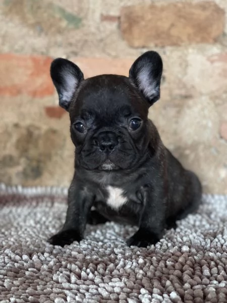 Bouledogue Francese