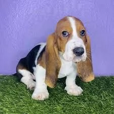 Cuccioli di Basset Hound in adozione vicino a me