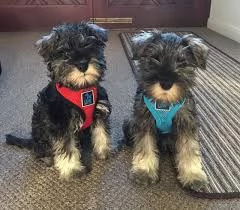 Cuccioli di Schnauzer nano in adozione vicino a me
