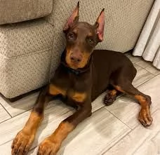 Cuccioli di Doberman in adozione vicino a me