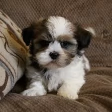 Cuccioli di Shih Tzu in adozione vicino a me