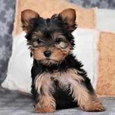 Cuccioli di Yorkshire Terrier in adozione vicino a me