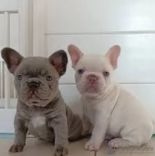 Cuccioli di bulldog francese in adozione vicino a me