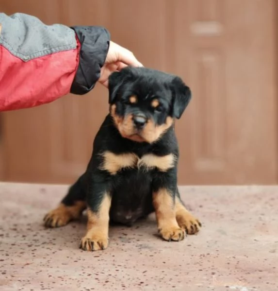 Cuccioli di Rottweiler in adozione vicino a me