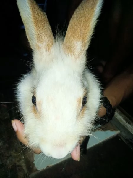 Adottasi Due Dolcissimi Conigli – Coniglietti Affettuosi e Genuini! | Foto 0