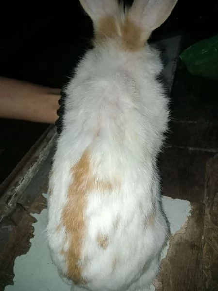 Adottasi Due Dolcissimi Conigli – Coniglietti Affettuosi e Genuini!