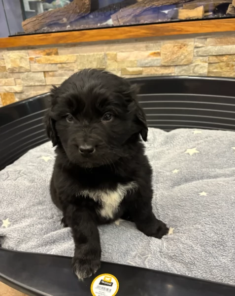 Graziosissimo Terranova per adozione | Foto 0