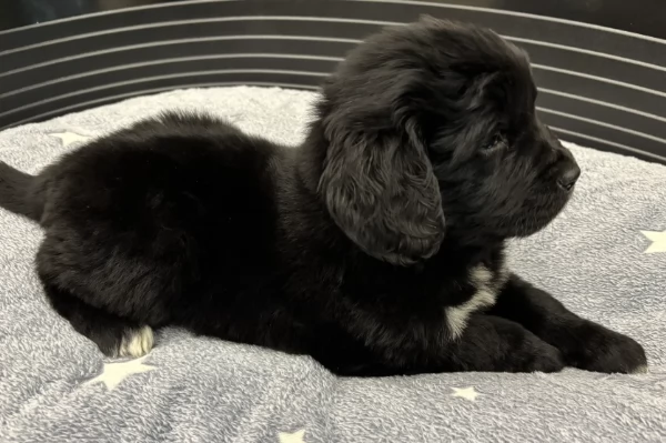 Graziosissimo Terranova per adozione