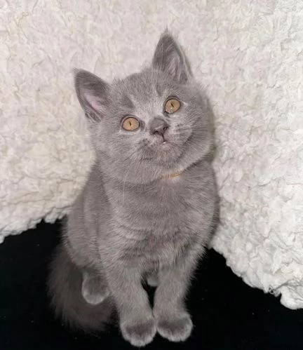 Gattini British Blue a pelo corto