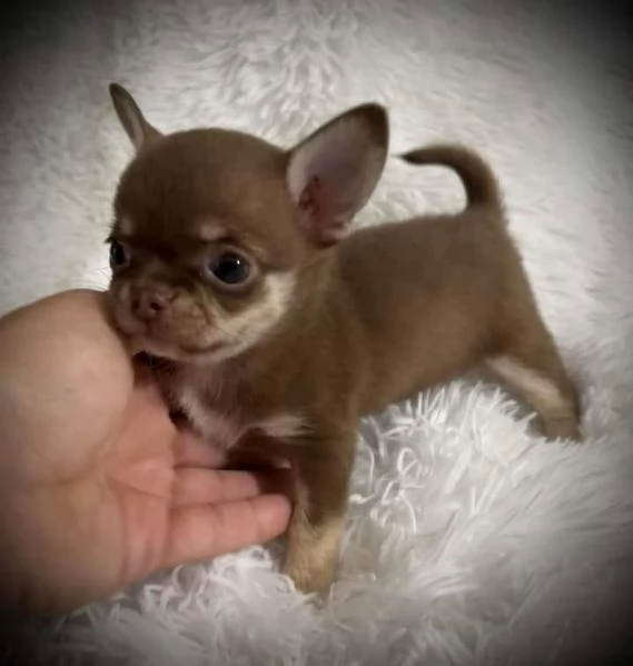 Chihuahua toy