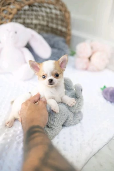 Chihuahua toy | Foto 2