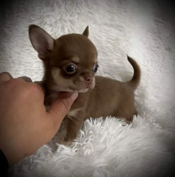 Chihuahua toy | Foto 1