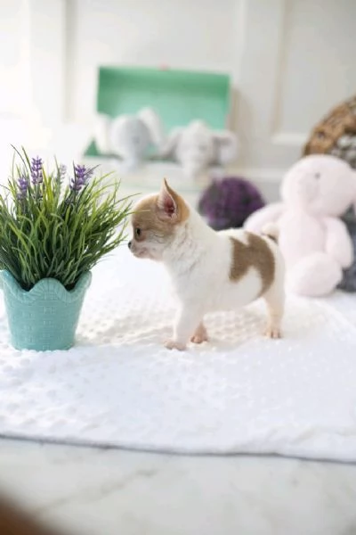 Chihuahua toy | Foto 0