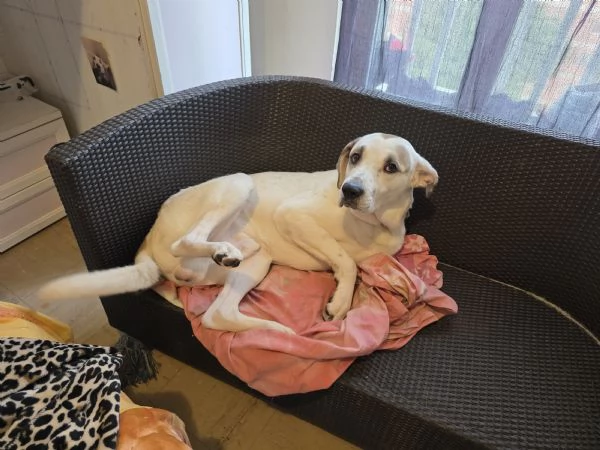 Cane età un anno  | Foto 0