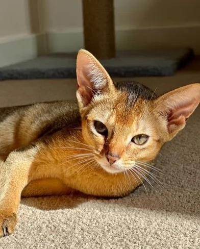 Splendidi gattini di Abissino 