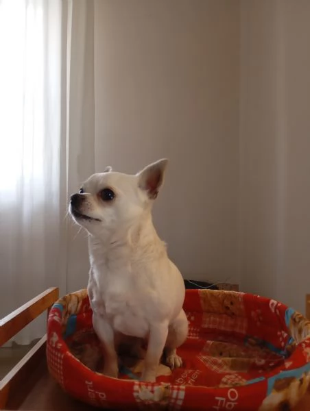 cane piccola taglia  | Foto 2