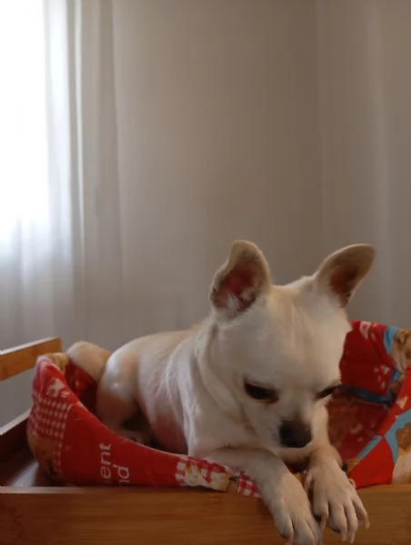 cane piccola taglia  | Foto 1