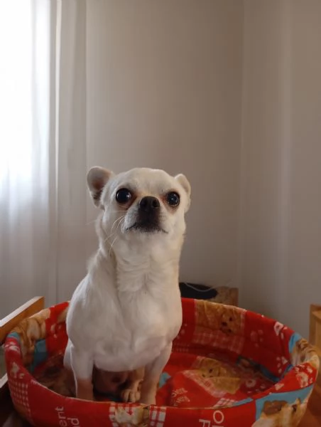 cane piccola taglia  | Foto 0