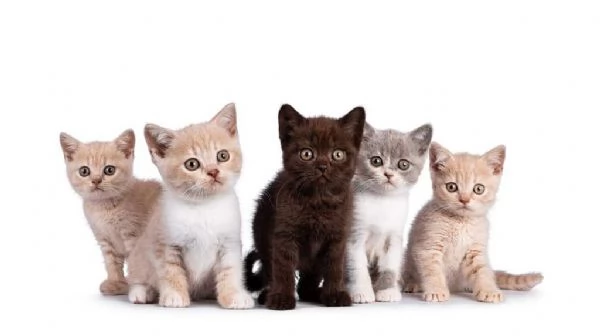 Gattini British Shorthair in vendita | Foto 1