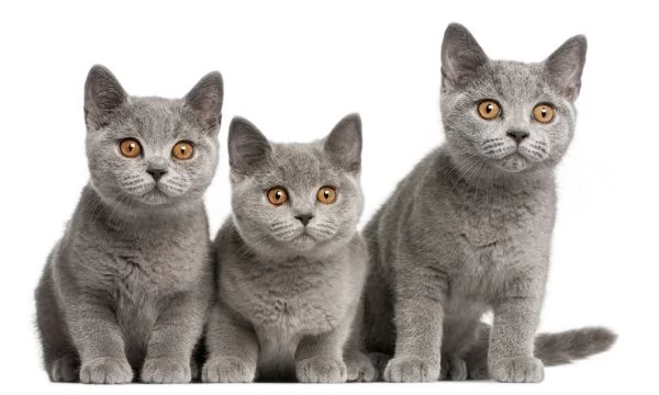 Gattini British Shorthair in vendita | Foto 0