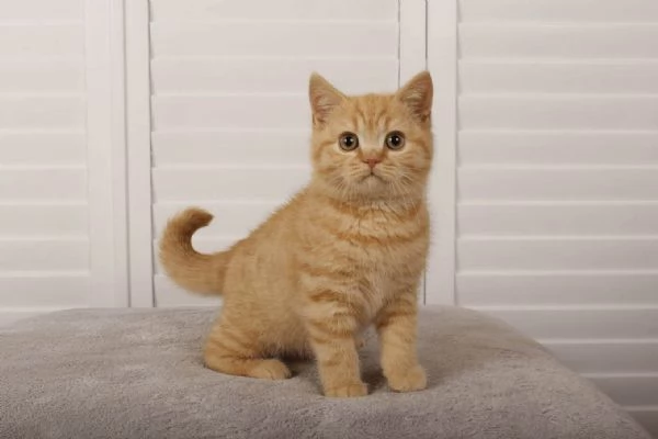 Gattini British Shorthair