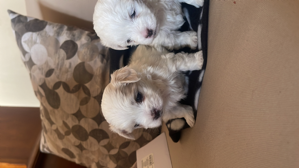 Maltese Toy | Foto 3