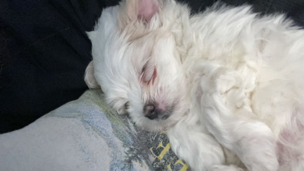 Maltese Toy | Foto 2