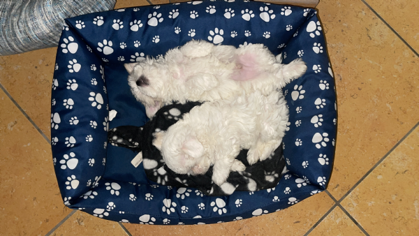 Maltese Toy | Foto 1