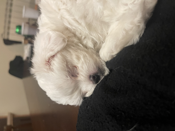 Maltese Toy | Foto 0