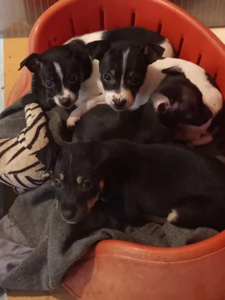Cuccioli di Pinscher Nano