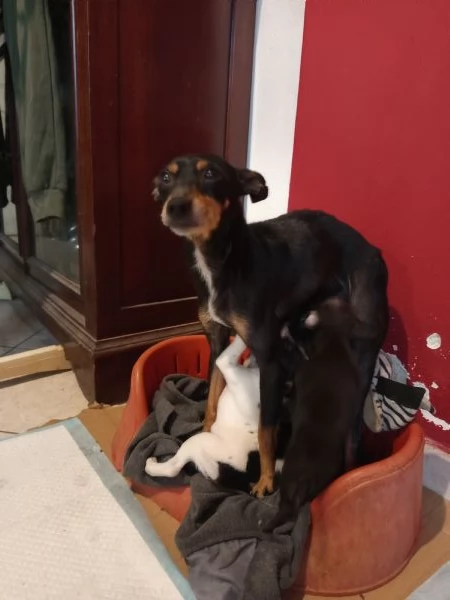 Cuccioli di Pinscher Nano | Foto 5