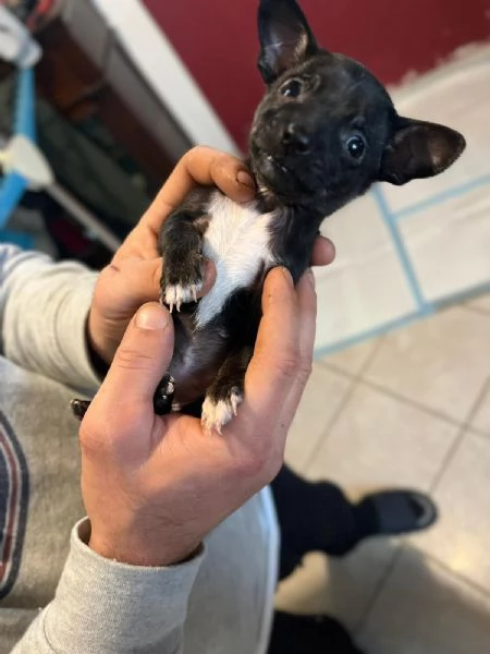 Cuccioli di Pinscher Nano | Foto 4