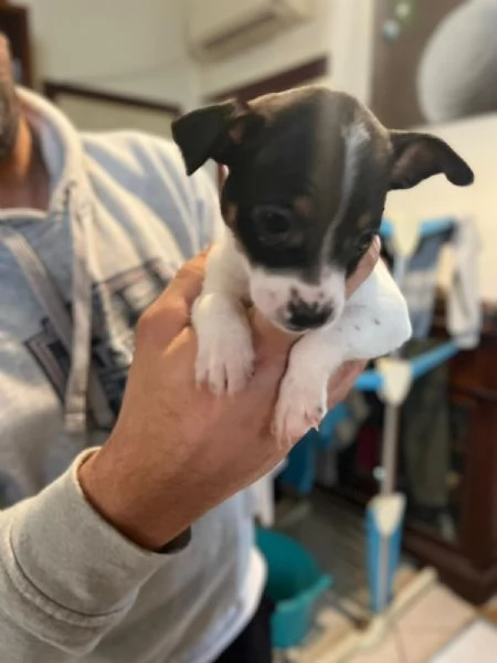 Cuccioli di Pinscher Nano | Foto 3