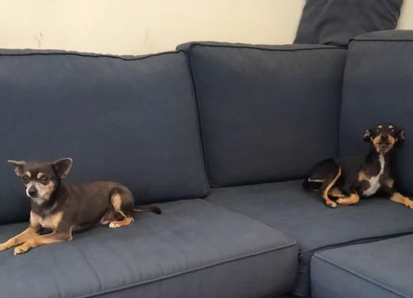 Cuccioli di Pinscher Nano | Foto 2