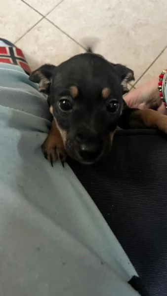 Cuccioli di Pinscher Nano | Foto 1