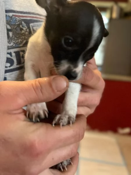 Cuccioli di Pinscher Nano | Foto 0