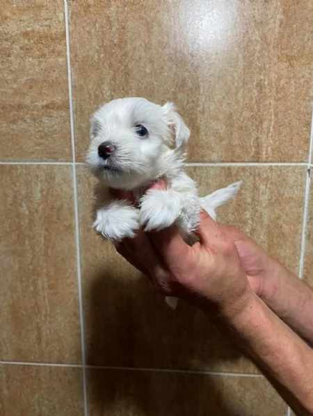 Regaliamo i nostri cuccioli di maltese maschio e femmina | Foto 2