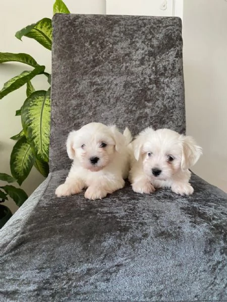 Regaliamo i nostri cuccioli di maltese maschio e femmina | Foto 0
