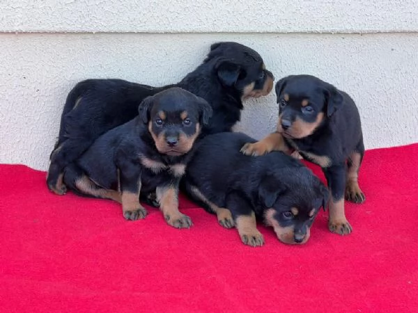 Regaliamo i nostri cuccioli di Rottweiler maschi e femmine