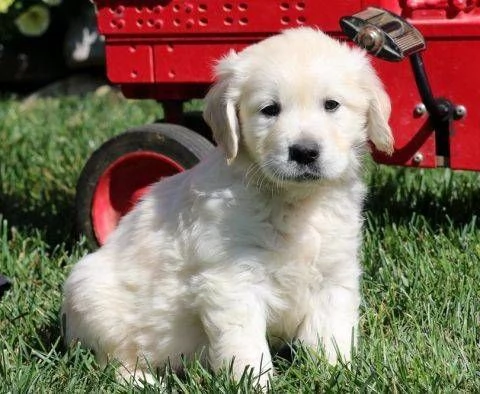 Cuccioli di Golden Retriever in Vendita – Maschio e Femmina