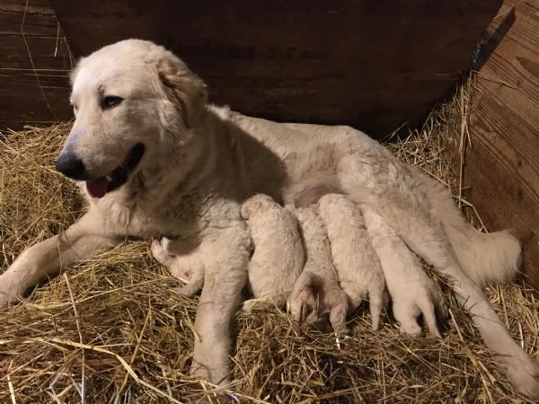 Cuccioli Maremmano Abruzzese 